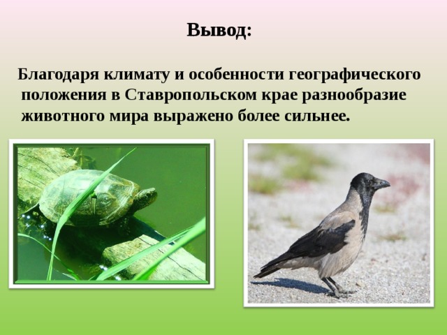 Вывод:  Благодаря климату и особенности географического положения в Ставропольском крае разнообразие животного мира выражено более сильнее.