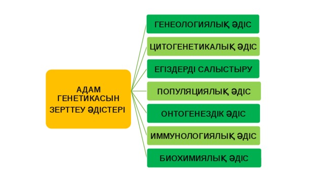 ГЕНЕОЛОГИЯЛЫҚ ӘДІС ЦИТОГЕНЕТИКАЛЫҚ ӘДІС ЕГІЗДЕРДІ САЛЫСТЫРУ АДАМ ГЕНЕТИКАСЫН ЗЕРТТЕУ ӘДІСТЕРІ ПОПУЛЯЦИЯЛЫҚ ӘДІС ОНТОГЕНЕЗДІК ӘДІС ИММУНОЛОГИЯЛЫҚ ӘДІС БИОХИМИЯЛЫҚ ӘДІС