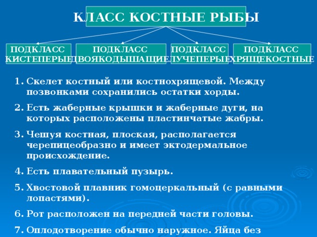 КЛАСС КОСТНЫЕ РЫБЫ ПОДКЛАСС КИСТЕПЕРЫЕ ПОДКЛАСС ДВОЯКОДЫШАЩИЕ ПОДКЛАСС ХРЯЩЕКОСТНЫЕ ПОДКЛАСС ЛУЧЕПЕРЫЕ