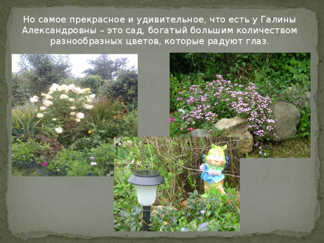 Но самое прекрасное и удивительное, что есть у Галины Александровны – это сад, богатый большим количеством разнообразных цветов, которые радуют глаз.