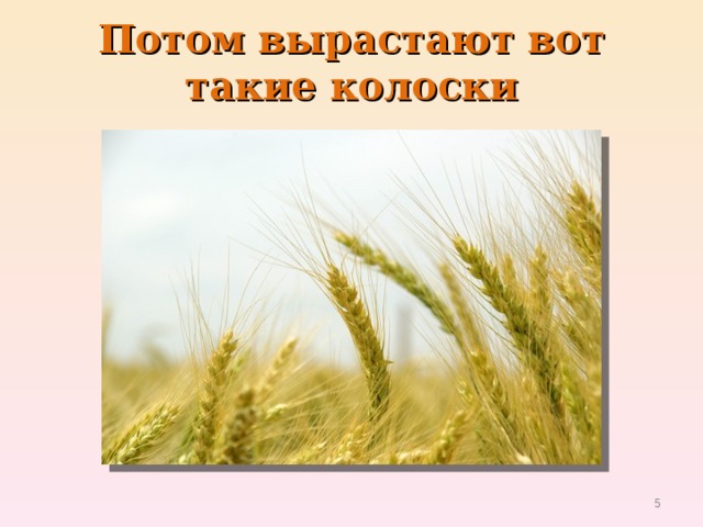 Потом вырастают вот такие колоски