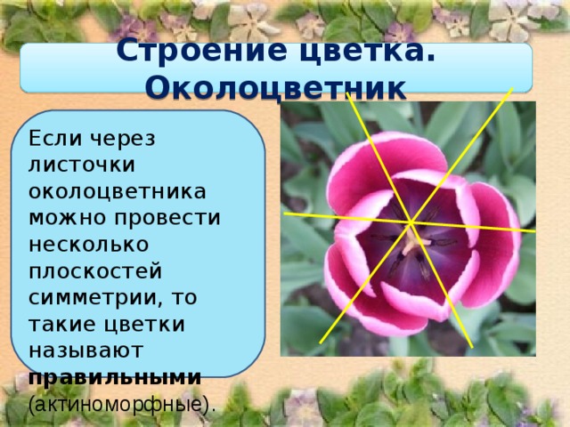 Строение цветка. Околоцветник Если через листочки околоцветника можно провести несколько плоскостей симметрии, то такие цветки называют правильными  (актиноморфные).