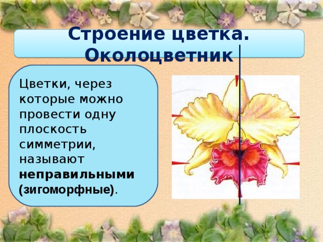 Строение цветка. Околоцветник Цветки, через которые можно провести одну плоскость симметрии, называют неправильными (зигоморфные) .