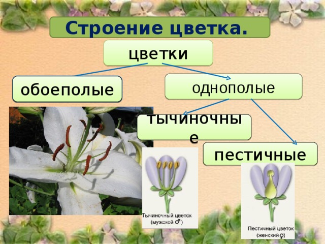 Строение цветка. цветки однополые обоеполые обоеполые тычиночные пестичные
