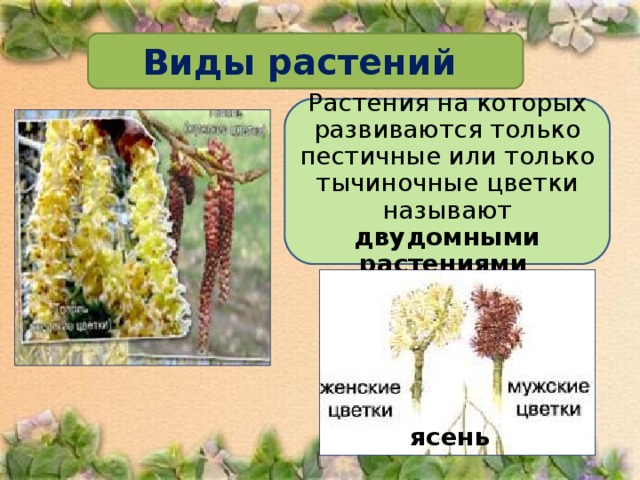 Виды растений Растения на которых развиваются только пестичные или только тычиночные цветки называют двудомными растениями  ясень