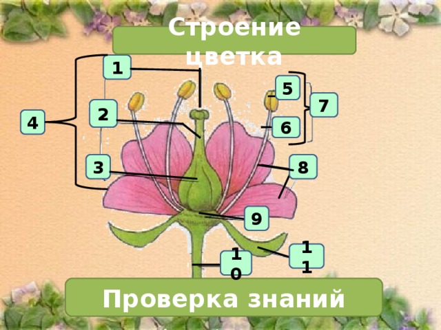 Строение цветка 1 5 7 2 4 6 3 8 9 11 10 Проверка знаний