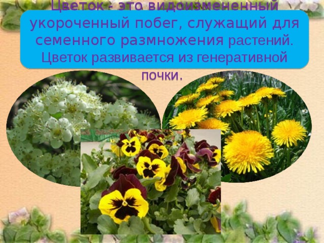 Цветок - это видоизмененный укороченный побег, служащий для семенного размножения растений. Цветок развивается из генеративной почки .