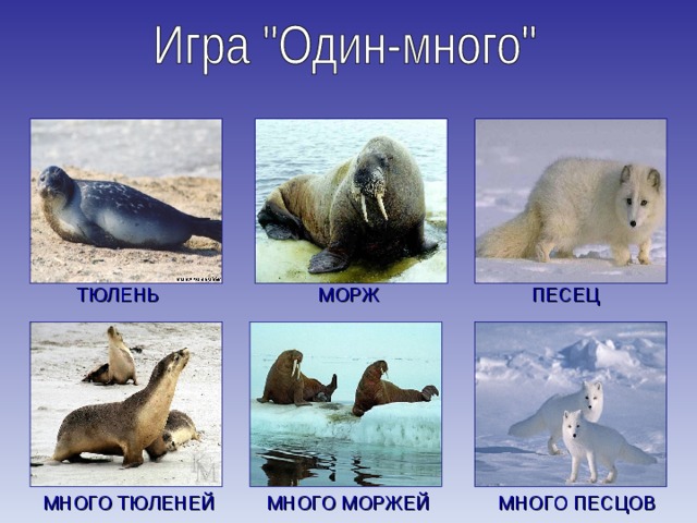 МОРЖ ТЮЛЕНЬ ПЕСЕЦ МНОГО МОРЖЕЙ МНОГО ТЮЛЕНЕЙ МНОГО ПЕСЦОВ