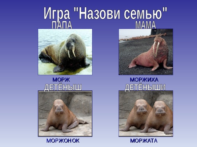 МОРЖ МОРЖИХА МОРЖАТА МОРЖОНОК