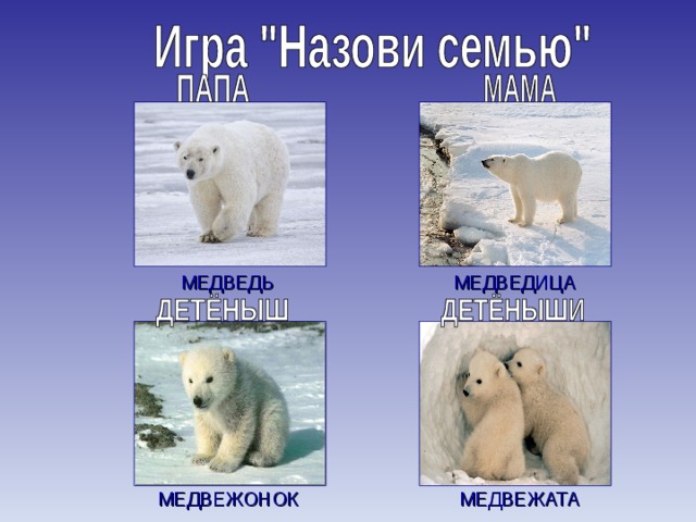 МЕДВЕДЬ МЕДВЕДИЦА МЕДВЕЖАТА МЕДВЕЖОНОК