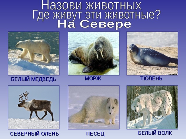 МОРЖ ТЮЛЕНЬ БЕЛЫЙ МЕДВЕДЬ БЕЛЫЙ ВОЛК СЕВЕРНЫЙ ОЛЕНЬ ПЕСЕЦ