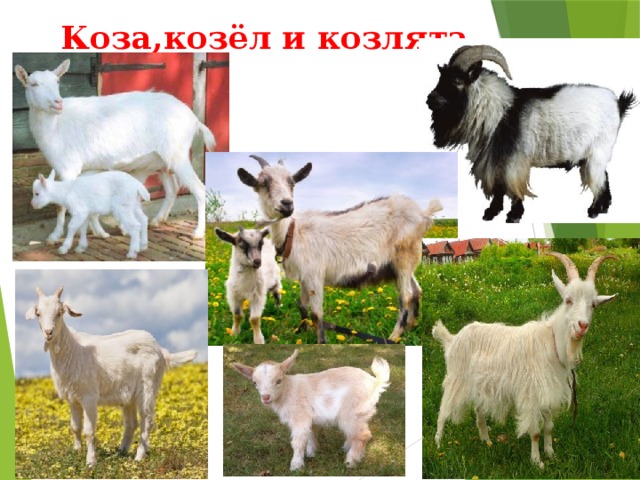 Коза,козёл и козлята