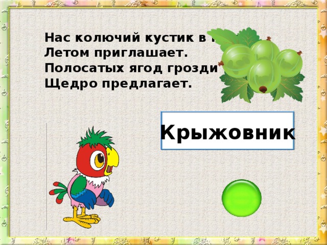 Нас колючий кустик в гости Летом приглашает. Полосатых ягод грозди Щедро предлагает. Крыжовник