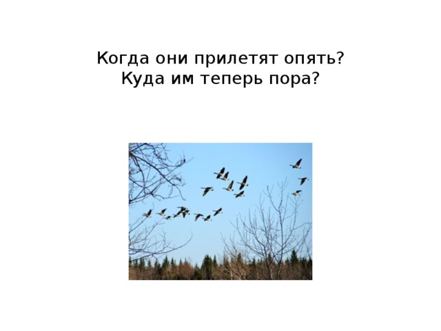 Когда они прилетят опять?  Куда им теперь пора?