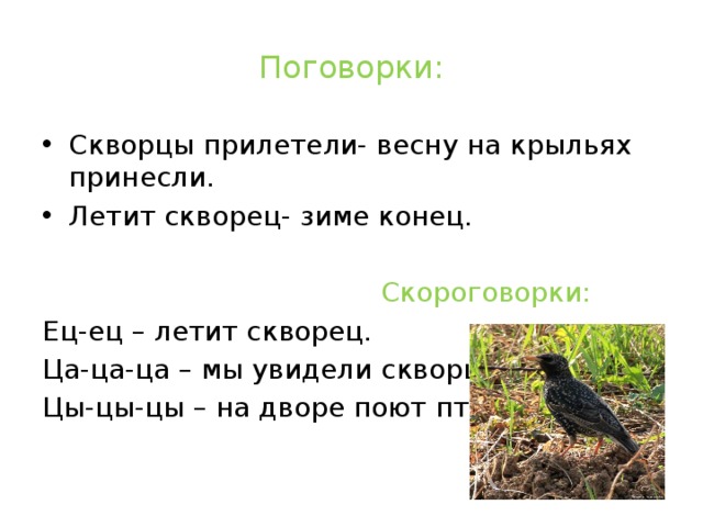 Поговорки: Скворцы прилетели- весну на крыльях принесли. Летит скворец- зиме конец.  Скороговорки: Ец-ец – летит скворец. Ца-ца-ца – мы увидели скворца. Цы-цы-цы – на дворе поют птенцы.