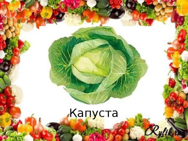 Капуста