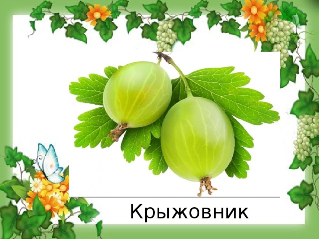 Крыжовник