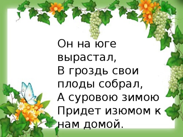 Он на юге вырастал, В гроздь свои плоды собрал, А суровою зимою Придет изюмом к нам домой.