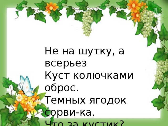 Не на шутку, а всерьез Куст колючками оброс. Темных ягодок сорви-ка. Что за кустик?