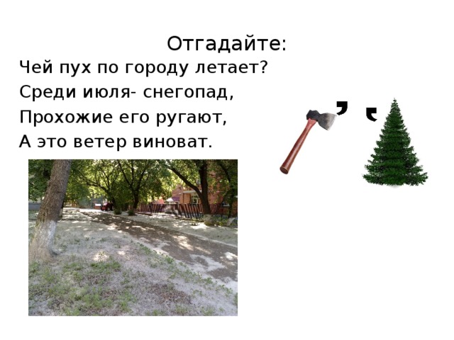 Отгадайте: Чей пух по городу летает? Среди июля- снегопад, Прохожие его ругают, А это ветер виноват.