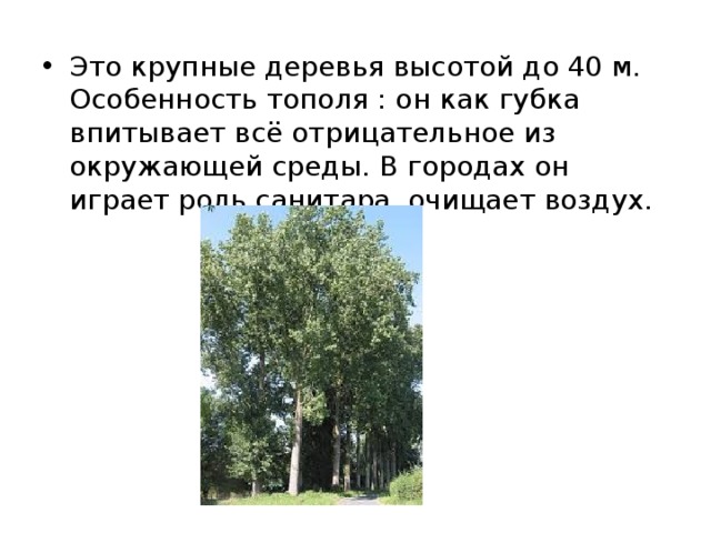 Это крупные деревья высотой до 40 м. Особенность тополя : он как губка впитывает всё отрицательное из окружающей среды. В городах он играет роль санитара, очищает воздух.