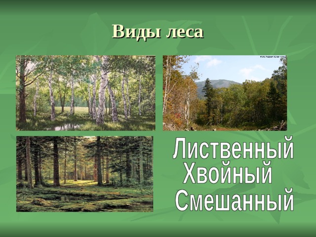 Виды леса