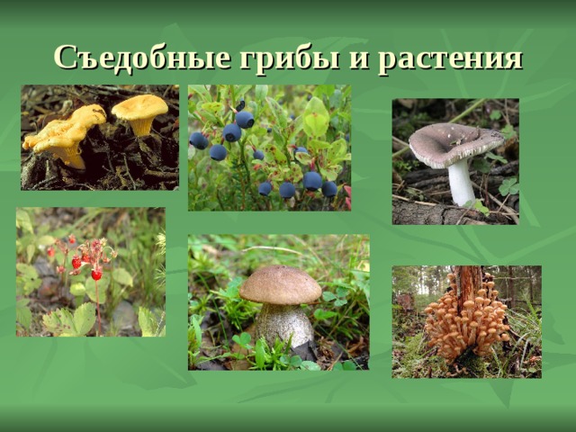 Съедобные грибы и растения