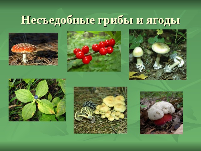 Несъедобные грибы и ягоды