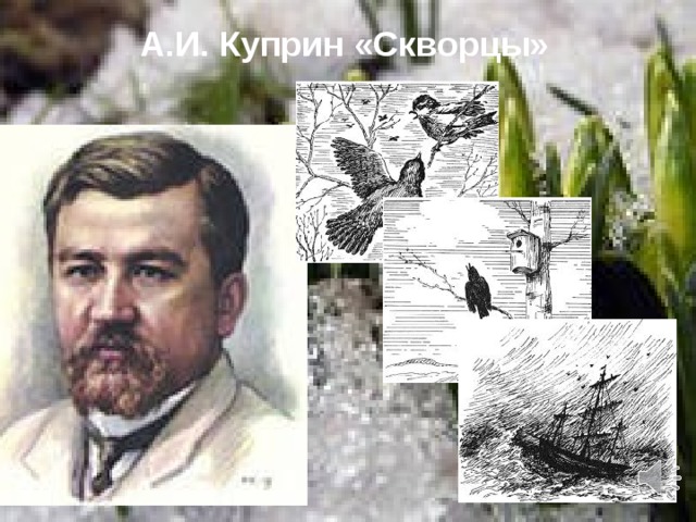 А.И. Куприн «Скворцы»