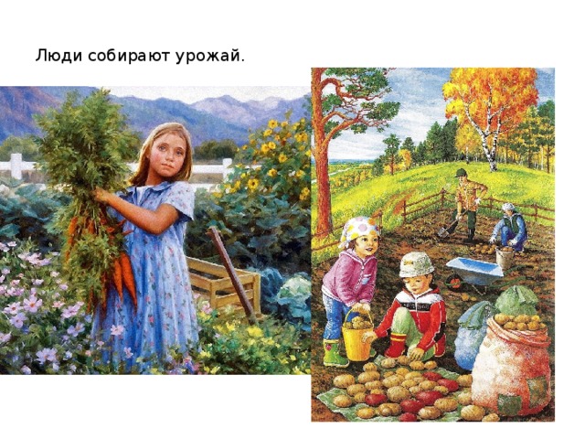 Люди собирают урожай.