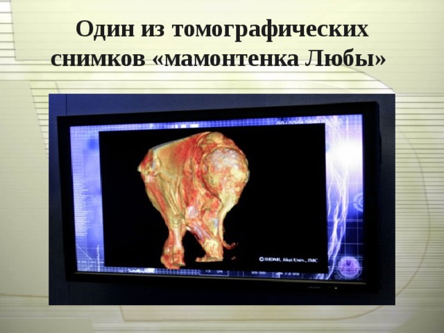 Один из томографических снимков «мамонтенка Любы»  