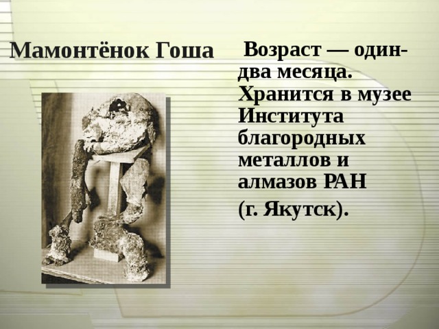 Мамонтёнок Гоша  Возраст — один-два месяца. Хранится в музее Института благородных металлов и алмазов РАН (г. Якутск).