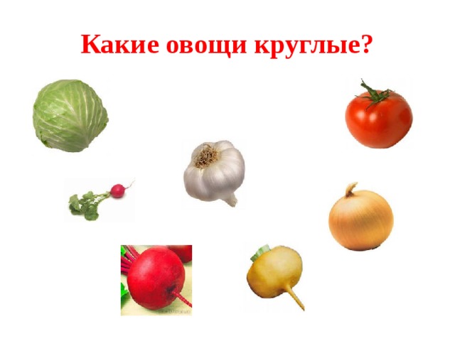 Какие овощи круглые?