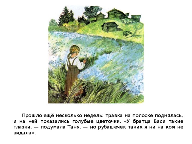 Прошло ещё несколько недель: травка на полоске поднялась, и на ней показались голубые цветочки. «У братца Васи такие глазки, — подумала Таня, — но рубашечек таких я ни на ком не видала».