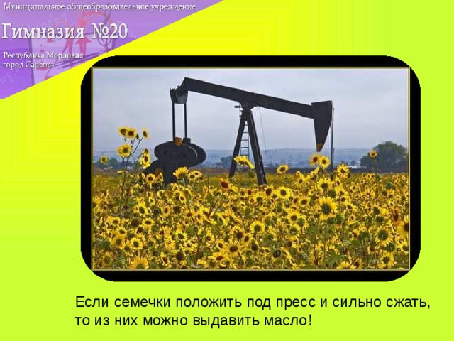 Если семечки положить под пресс и сильно сжать, то из них можно выдавить масло!