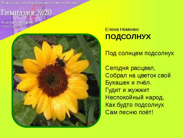 Елена Неменко ПОДСОЛНУХ   Под солнцем подсолнух  Сегодня расцвел,  Собрал на цветок свой  Букашек и пчёл.  Гудит и жужжит  Неспокойный народ,  Как будто подсолнух  Сам песню поёт!