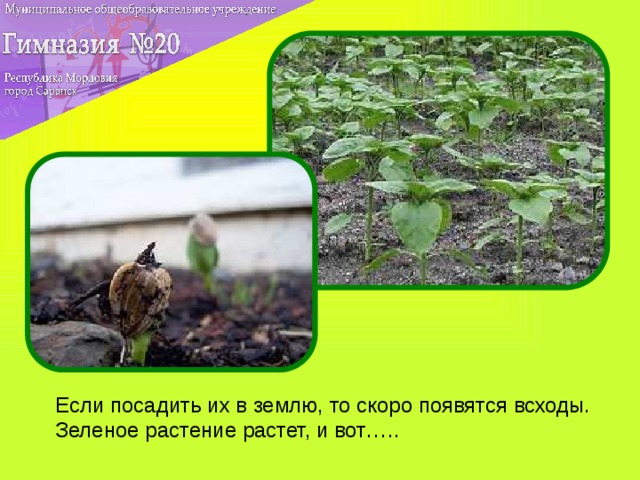 Если посадить их в землю, то скоро появятся всходы. Зеленое растение растет, и вот…..