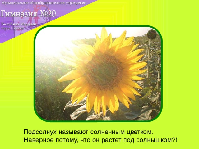 Подсолнух называют солнечным цветком. Наверное потому, что он растет под солнышком?!