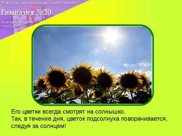 Его цветки всегда смотрят на солнышко. Так, в течение дня, цветок подсолнуха поворачивается, следуя за солнцем!