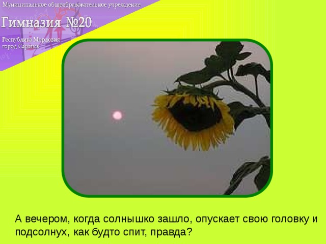 А вечером, когда солнышко зашло, опускает свою головку и подсолнух, как будто спит, правда?