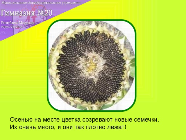 Осенью на месте цветка созревают новые семечки. Их очень много, и они так плотно лежат!