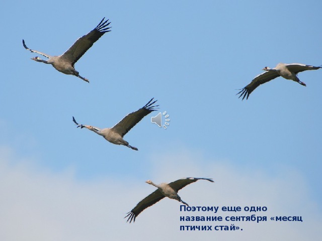 Поэтому еще одно название сентября «месяц птичих стай».