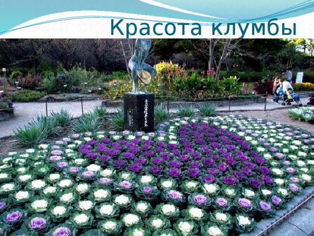 Красота клумбы