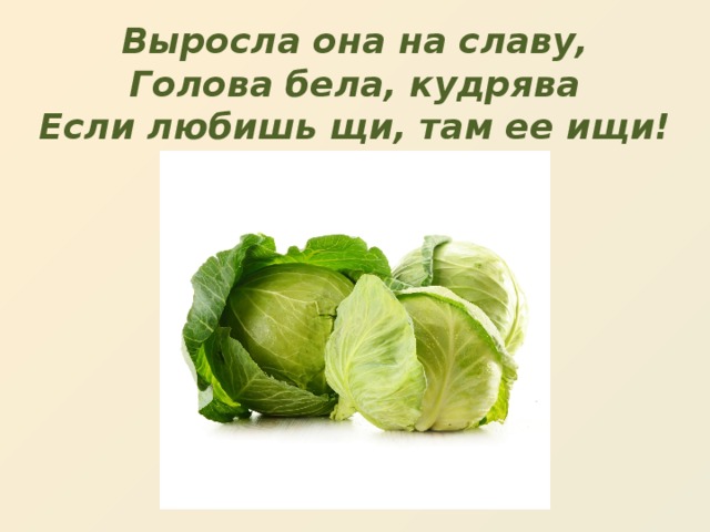 Выросла она на славу,  Голова бела, кудрява  Если любишь щи, там ее ищи!