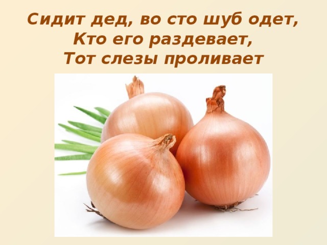 Сидит дед, во сто шуб одет,  Кто его раздевает,  Тот слезы проливает