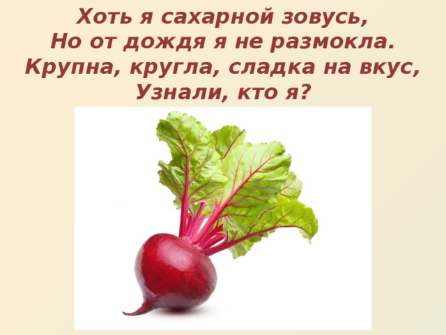 Хоть я сахарной зовусь,  Но от дождя я не размокла.  Крупна, кругла, сладка на вкус,  Узнали, кто я?