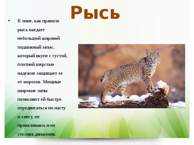 Рысь