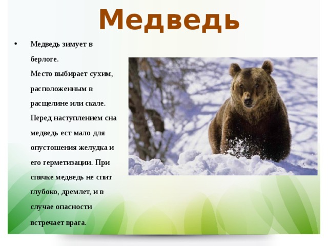 Медведь