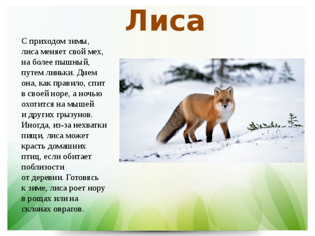 Охота на лисицу текст на английском. Как лиса готовится к зиме. Как готовится к зиме лисп. Рассказы о животных зимой. Жизнь лисы зимой.