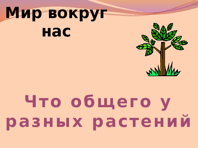 Мир вокруг нас Что общего у разных растений